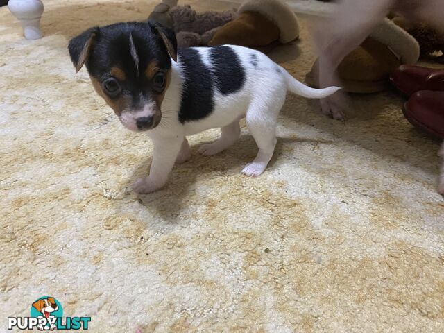 Puppies for Sale - Fox Terrier Black, White &Tan