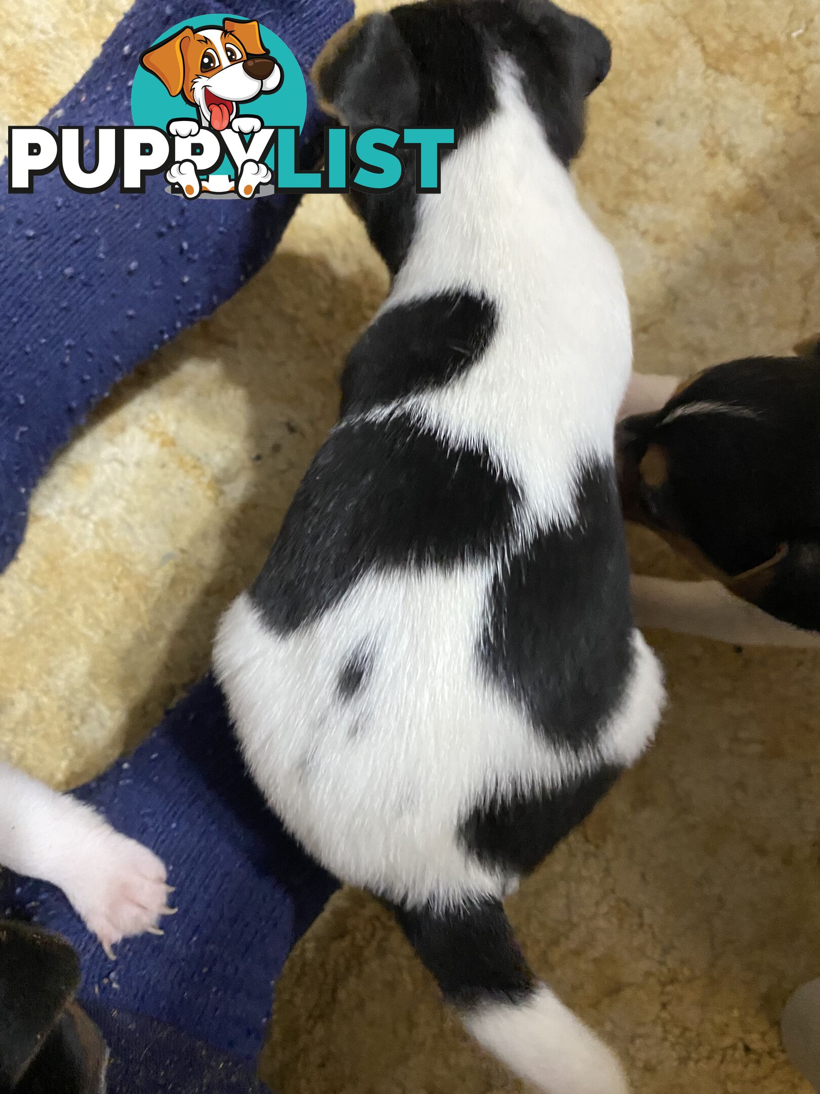 Puppies for Sale - Fox Terrier Black, White &Tan