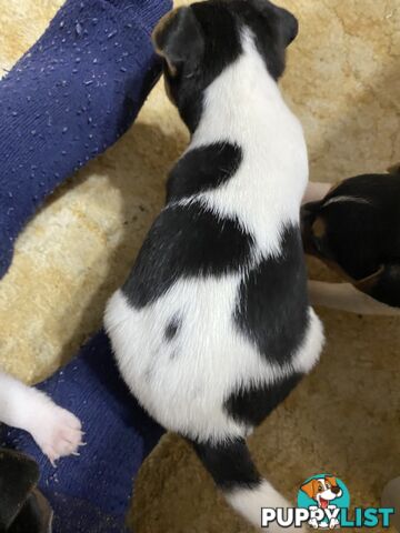 Puppies for Sale - Fox Terrier Black, White &Tan