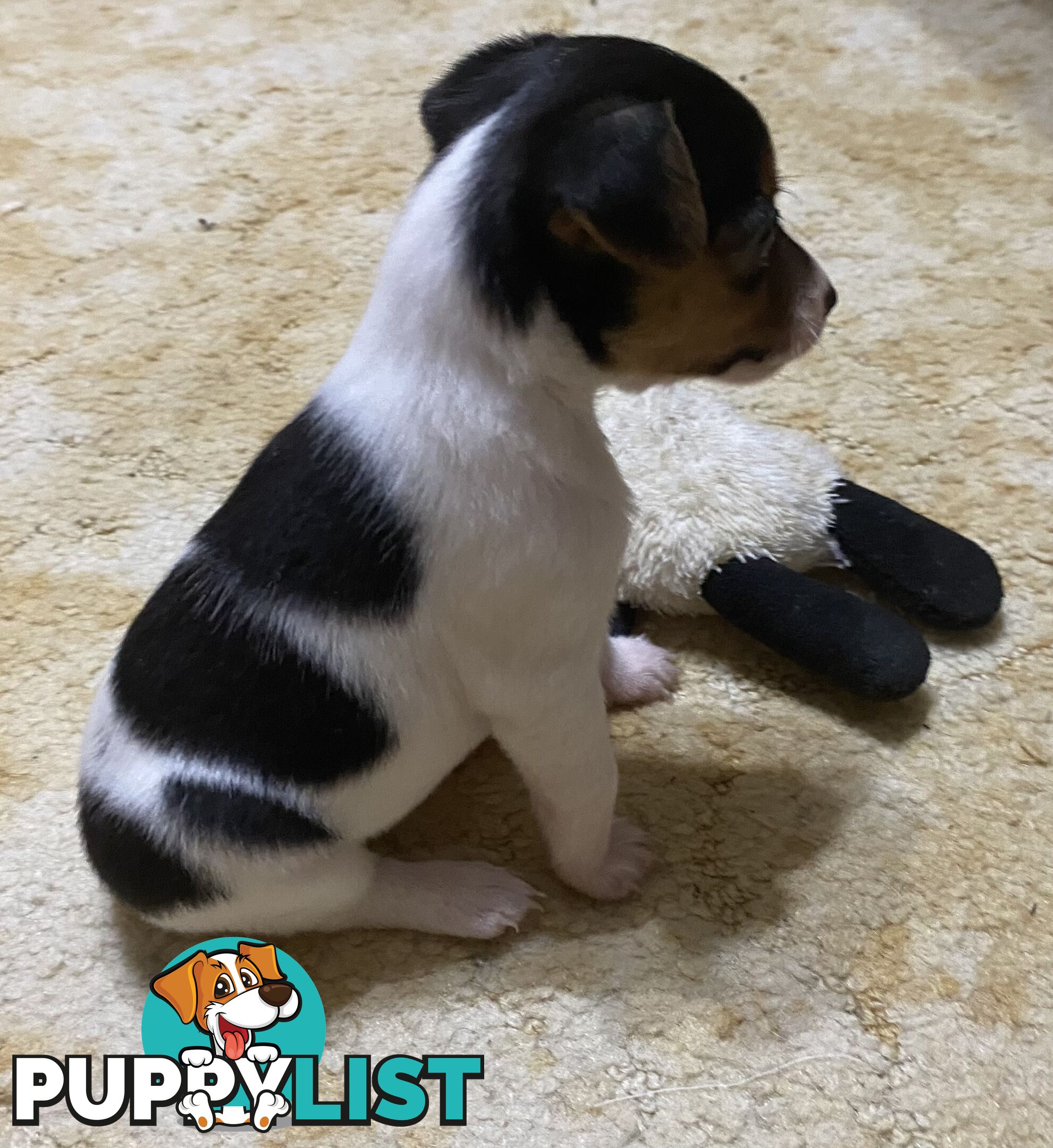 Puppies for Sale - Fox Terrier Black, White &Tan