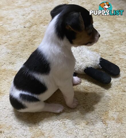 Puppies for Sale - Fox Terrier Black, White &Tan