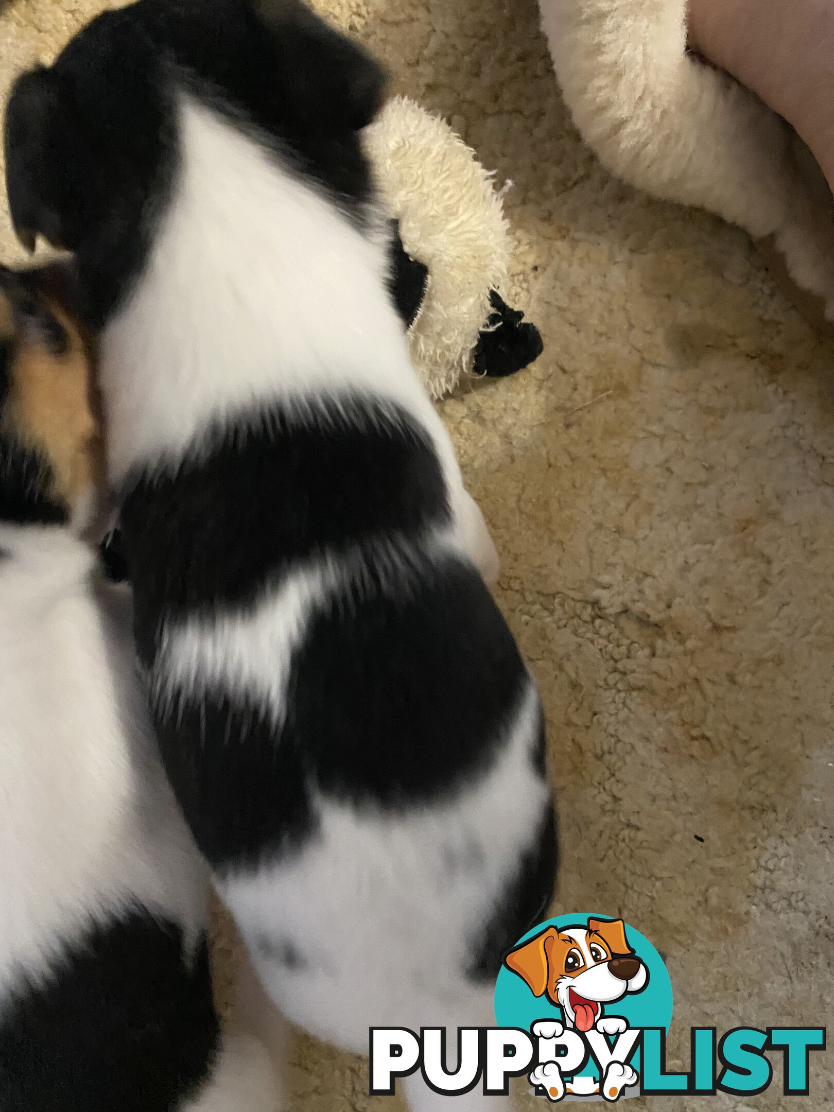 Puppies for Sale - Fox Terrier Black, White &Tan