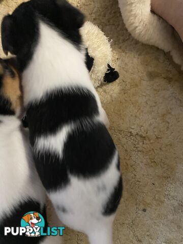 Puppies for Sale - Fox Terrier Black, White &Tan