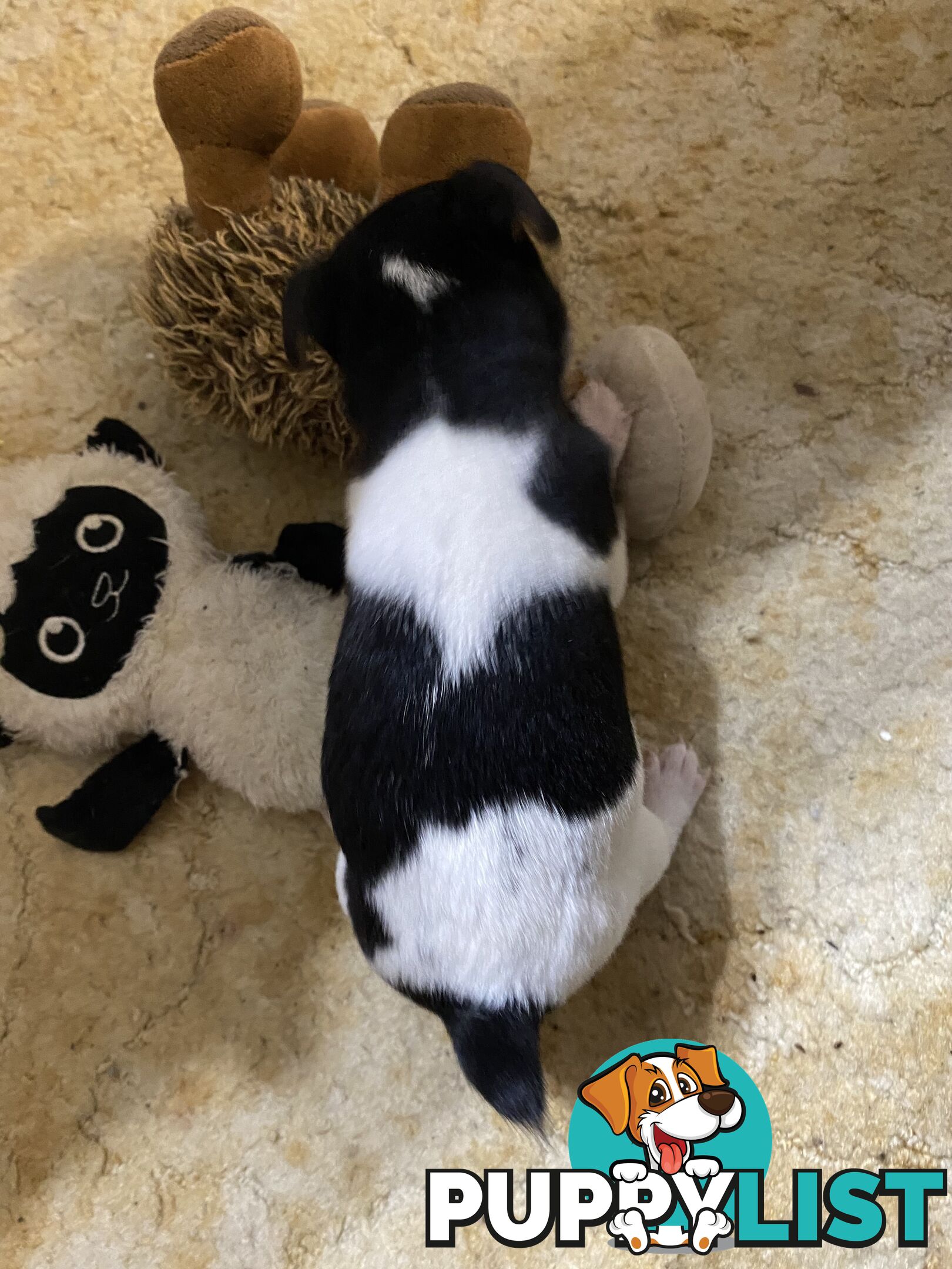 Puppies for Sale - Fox Terrier Black, White &Tan