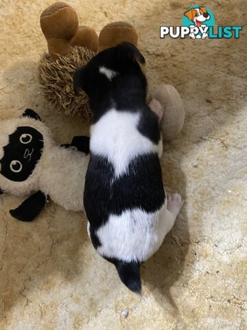 Puppies for Sale - Fox Terrier Black, White &Tan