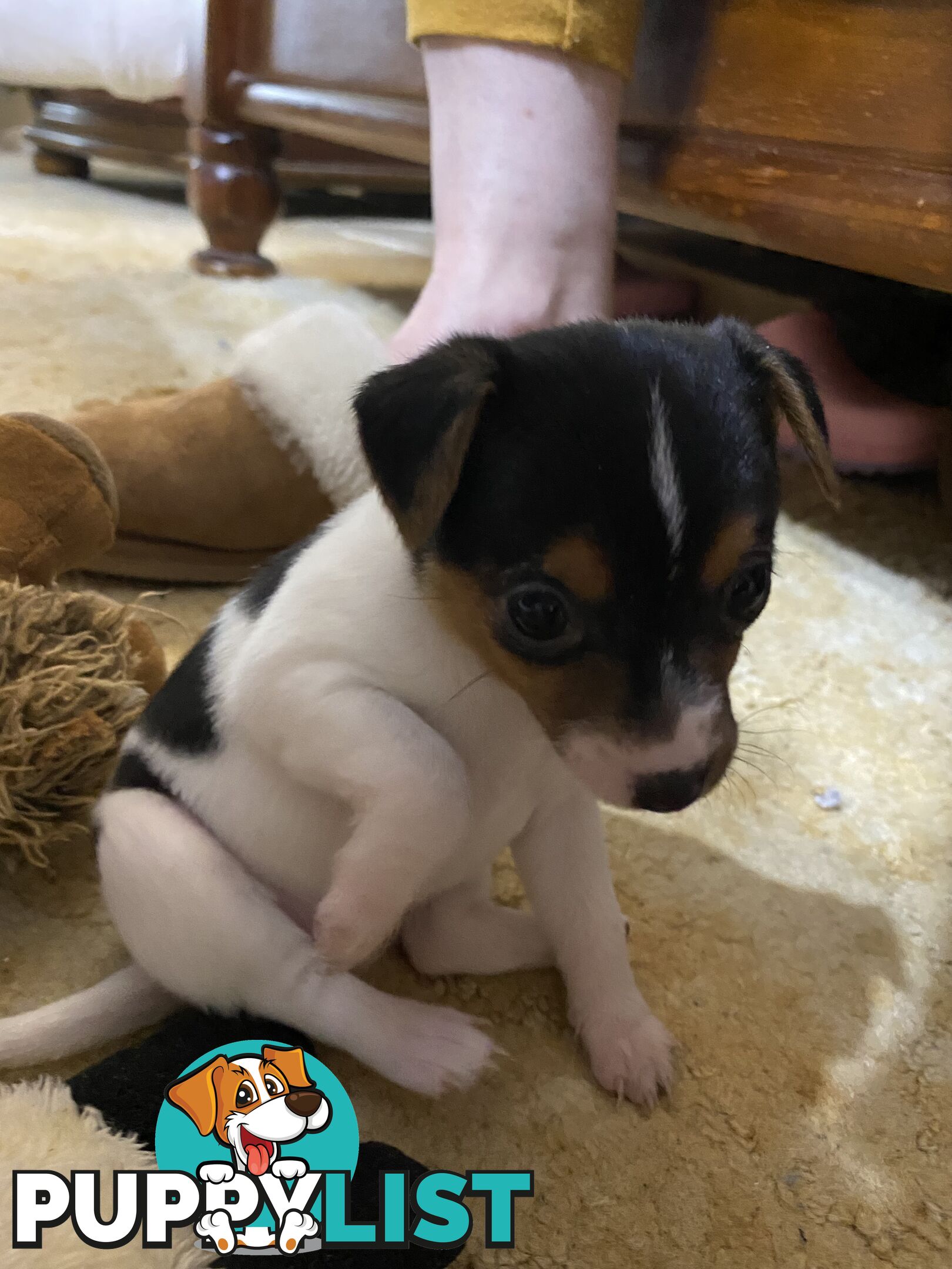 Puppies for Sale - Fox Terrier Black, White &Tan