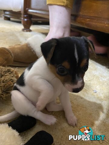 Puppies for Sale - Fox Terrier Black, White &Tan