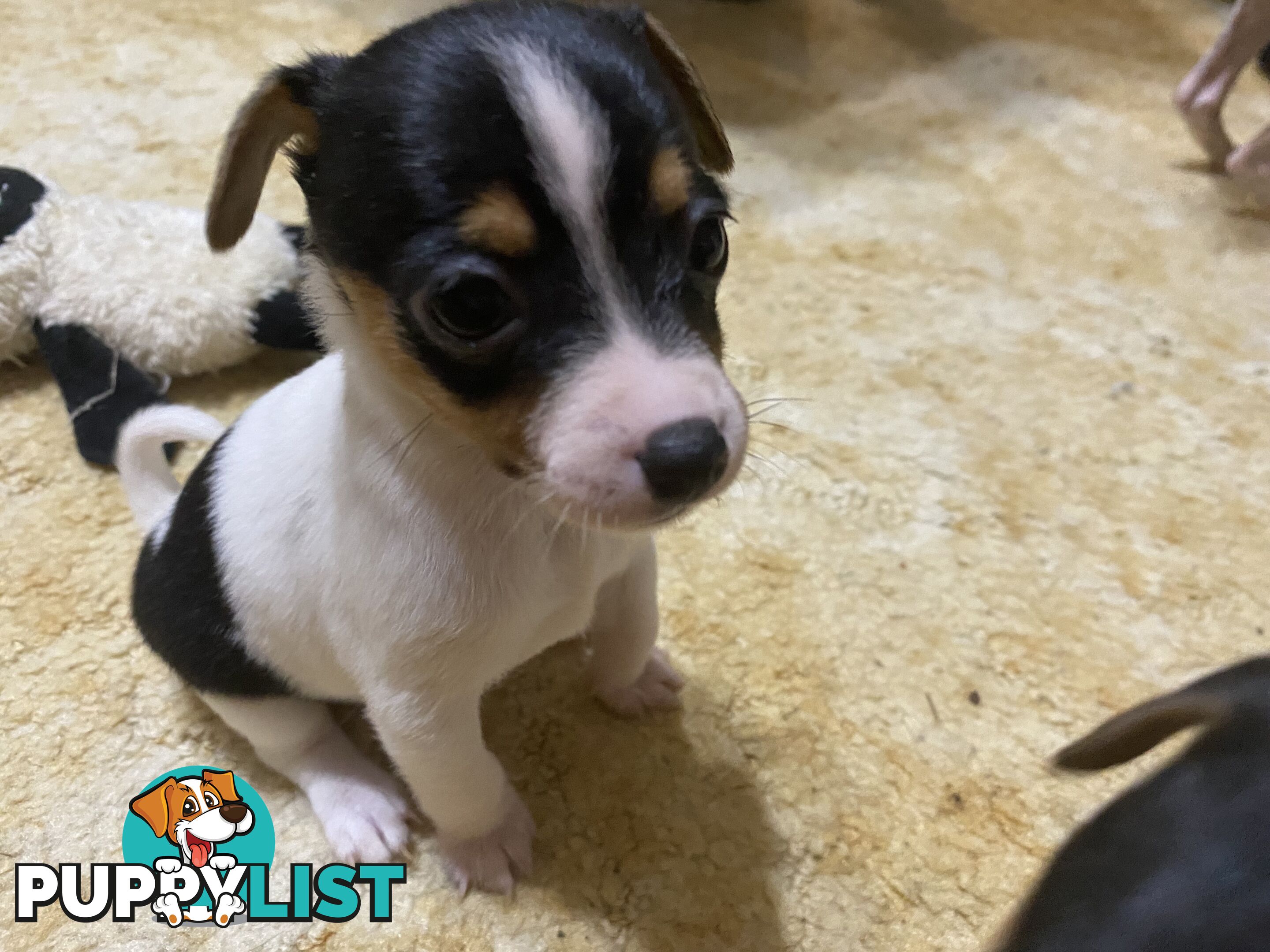 Puppies for Sale - Fox Terrier Black, White &Tan