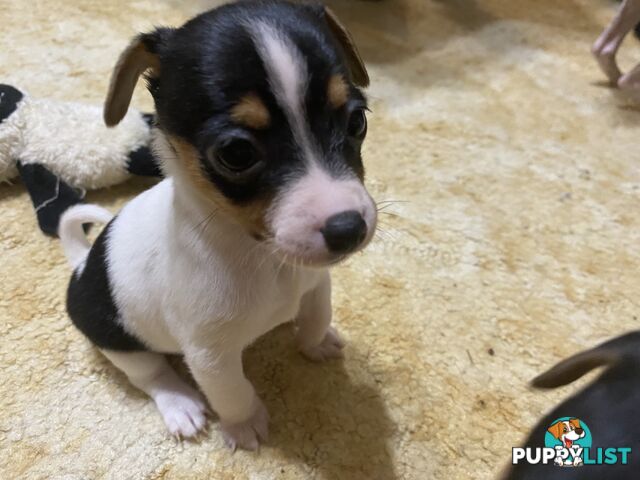 Puppies for Sale - Fox Terrier Black, White &Tan