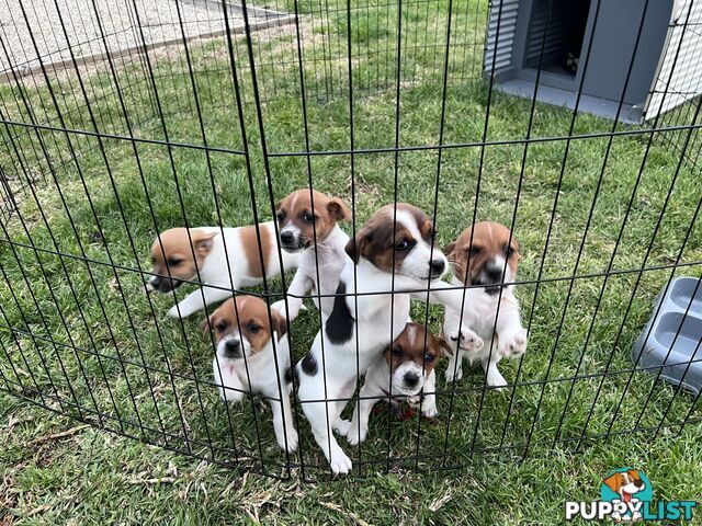 Jack Russel Terrier pups