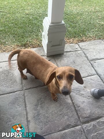 Miniature Dachshund Puppies