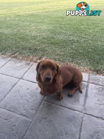 Miniature Dachshund Puppies