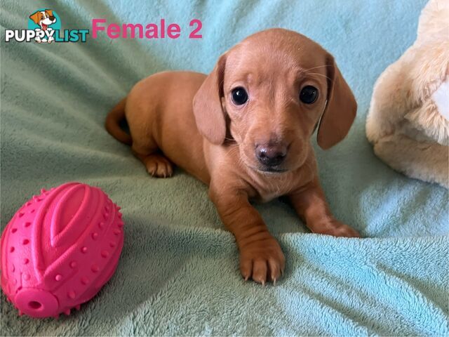 Miniature Dachshund Puppies