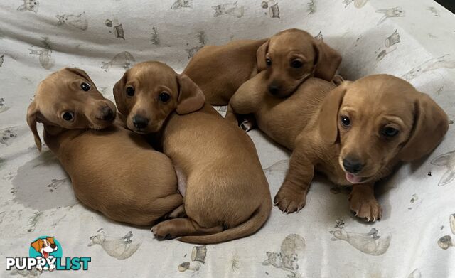 Miniature Dachshund Puppies