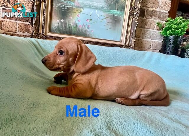 Miniature Dachshund Puppies