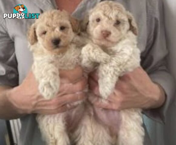 Toy Poodle Girls