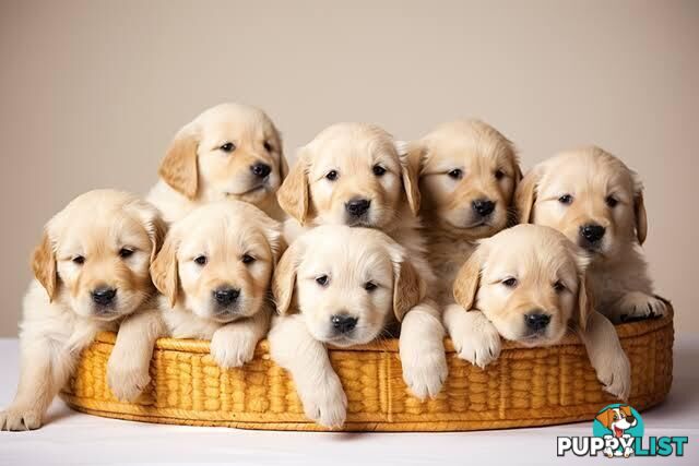 Golden retriever puppies