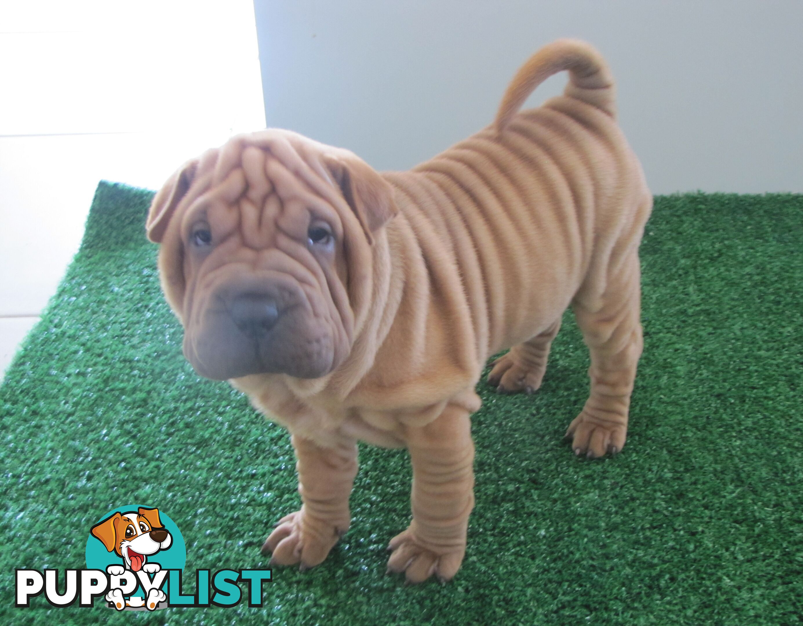 Shar Pei Rolly Puppies