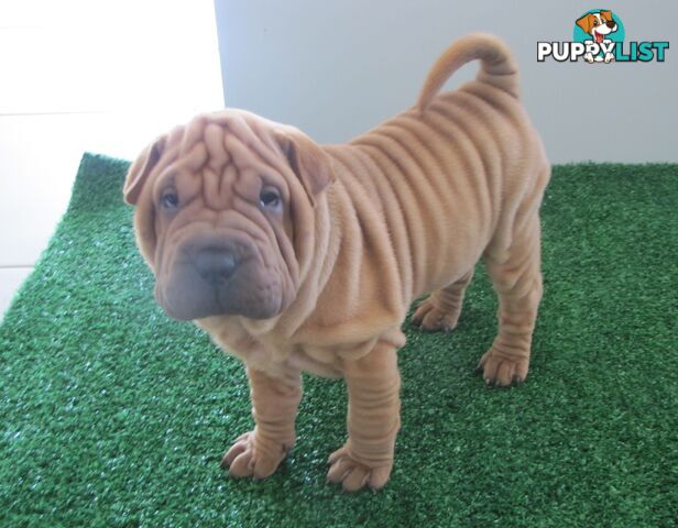 Shar Pei Rolly Puppies