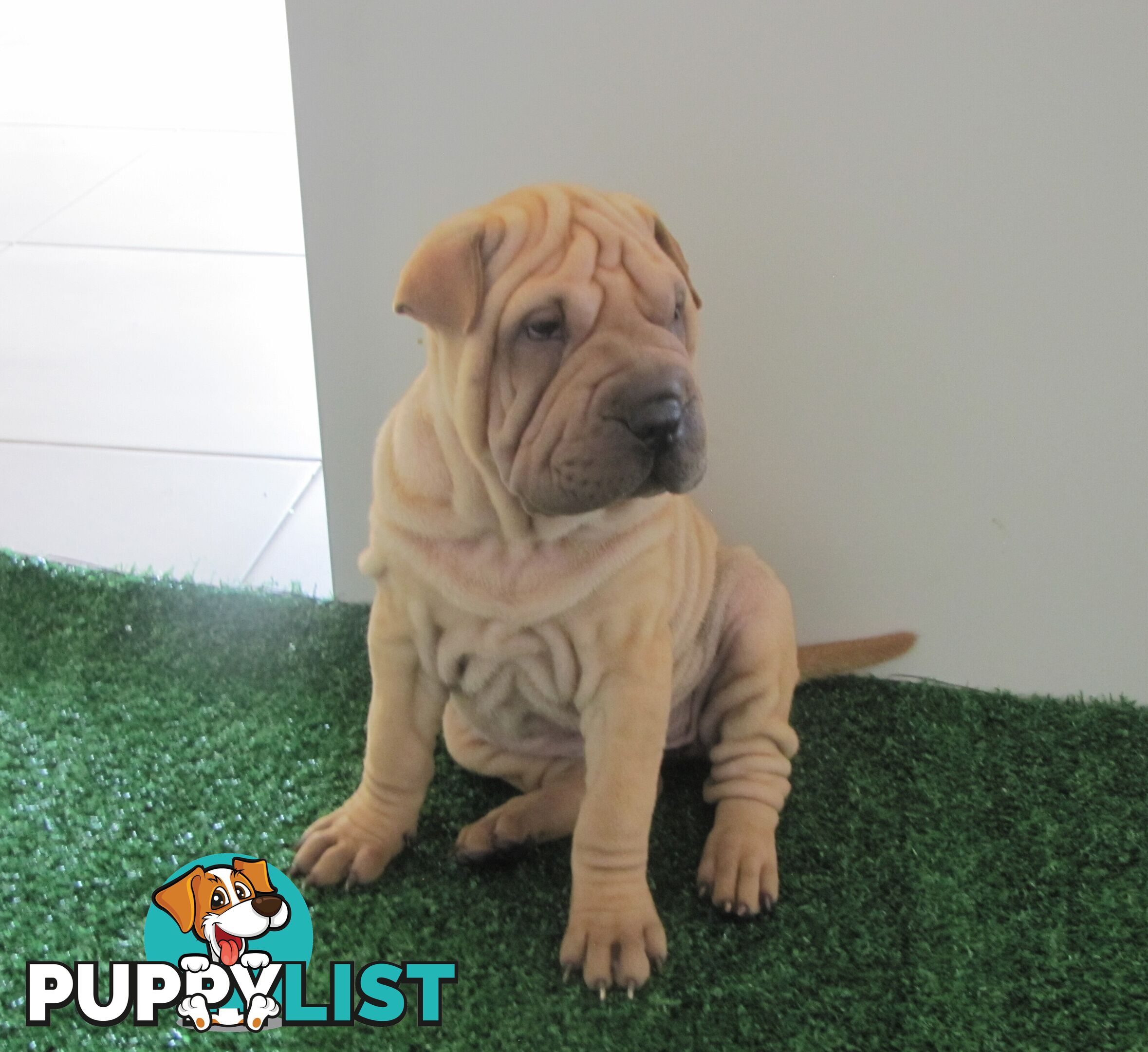 Shar Pei Rolly Puppies