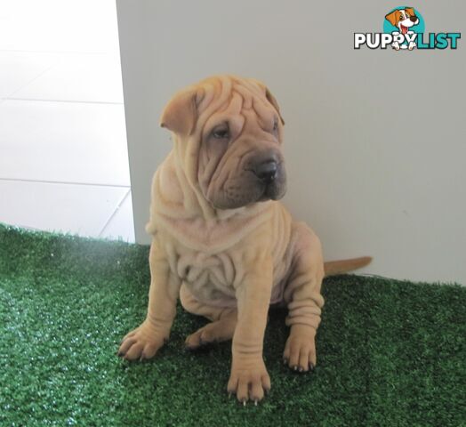 Shar Pei Rolly Puppies