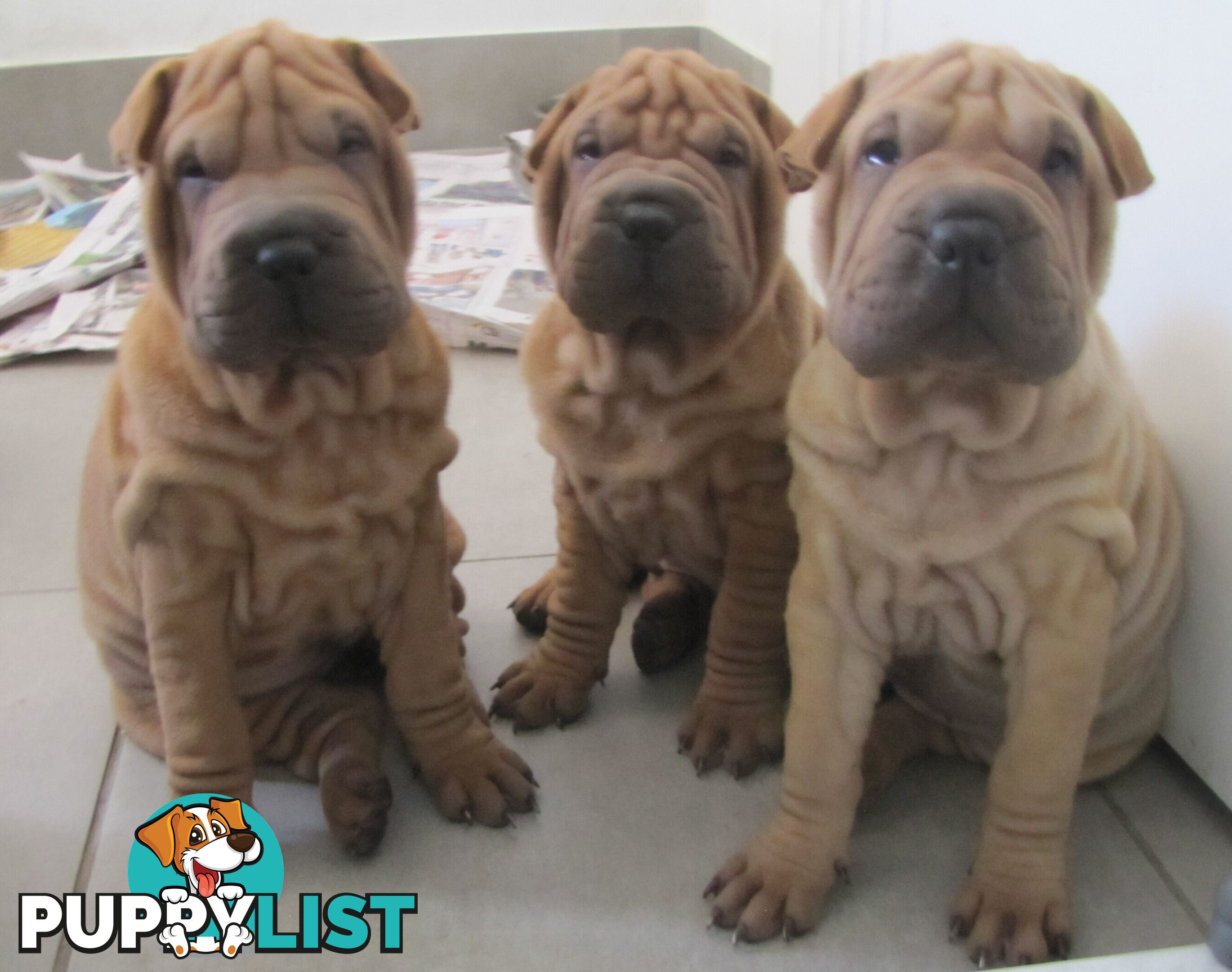 Shar Pei Rolly Puppies