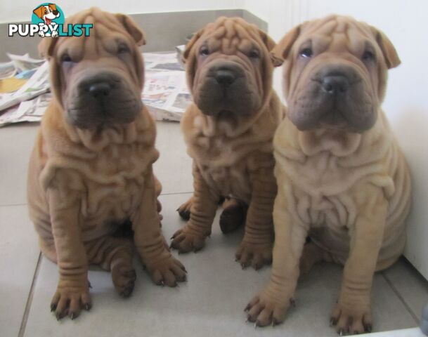 Shar Pei Rolly Puppies