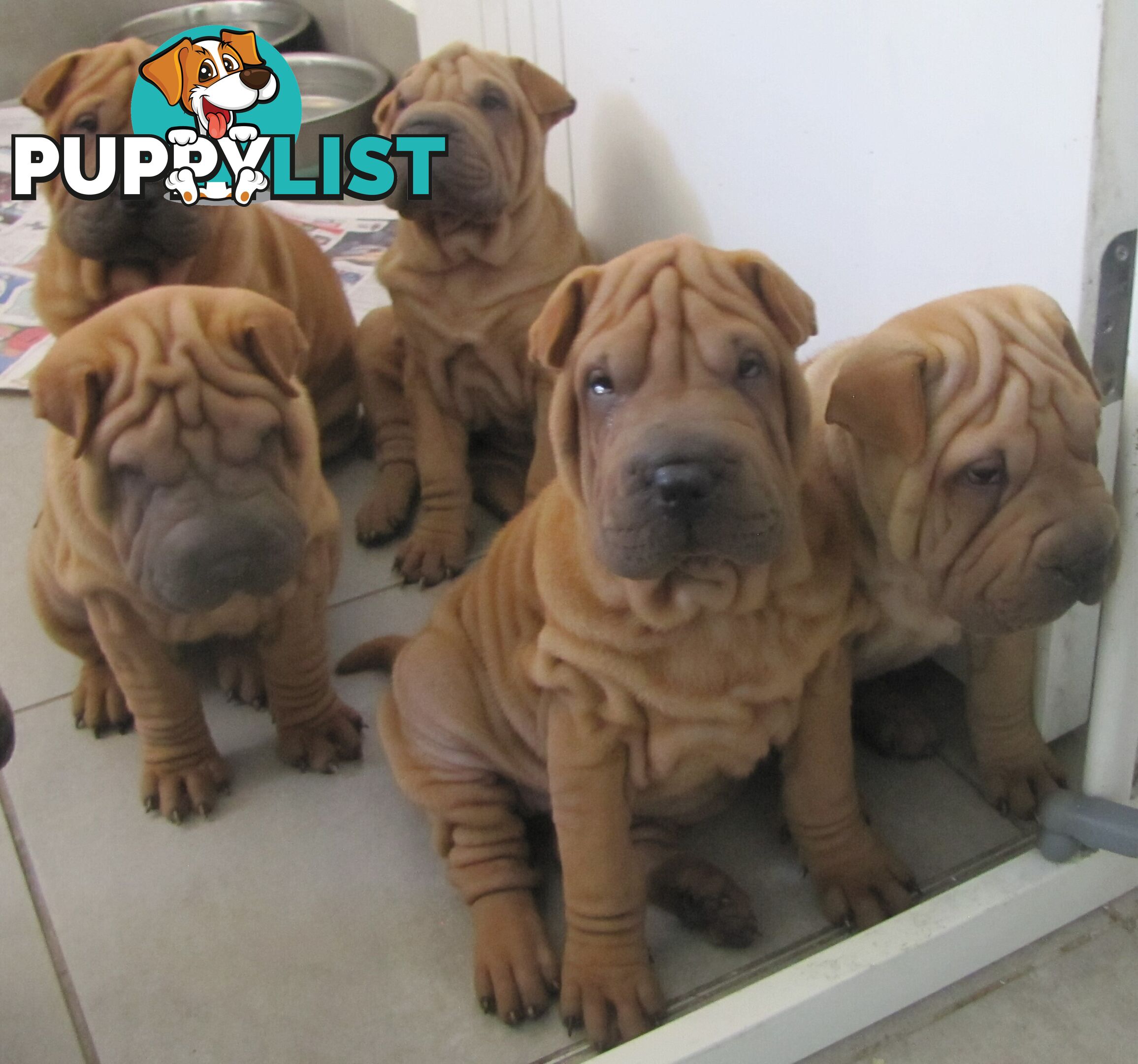 Shar Pei Rolly Puppies