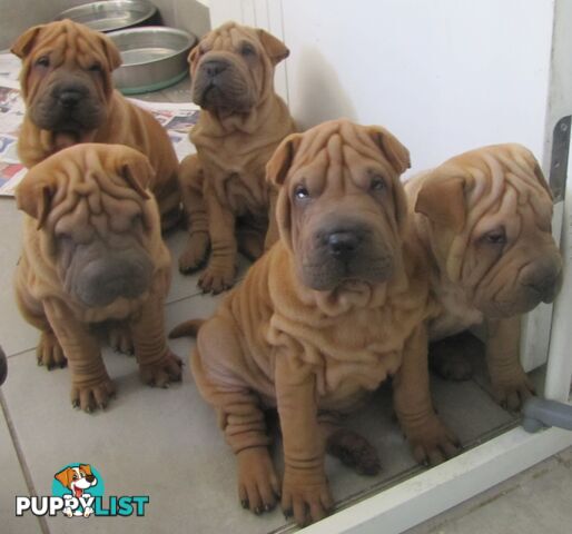 Shar Pei Rolly Puppies