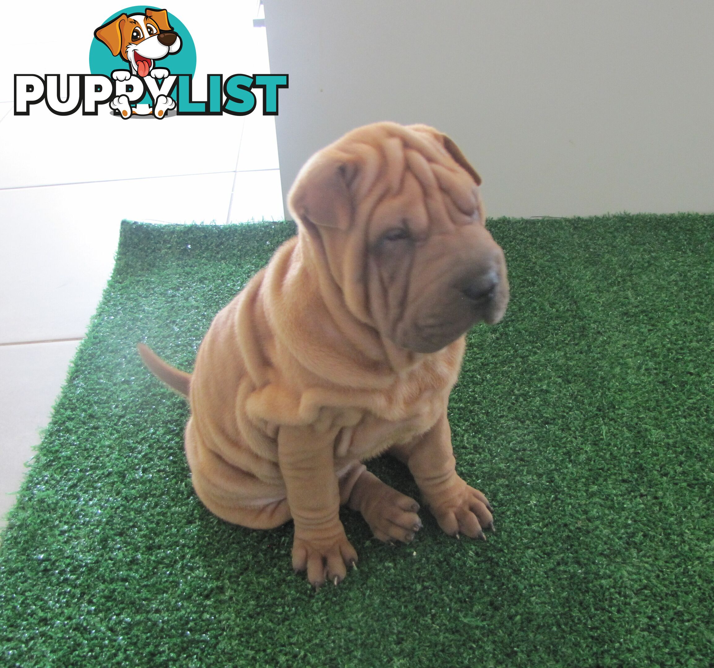 Shar Pei Rolly Puppies