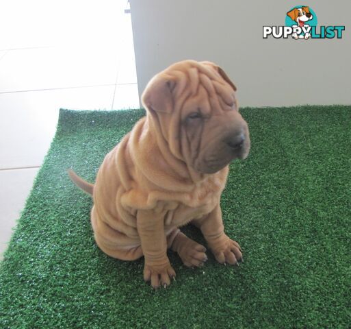 Shar Pei Rolly Puppies