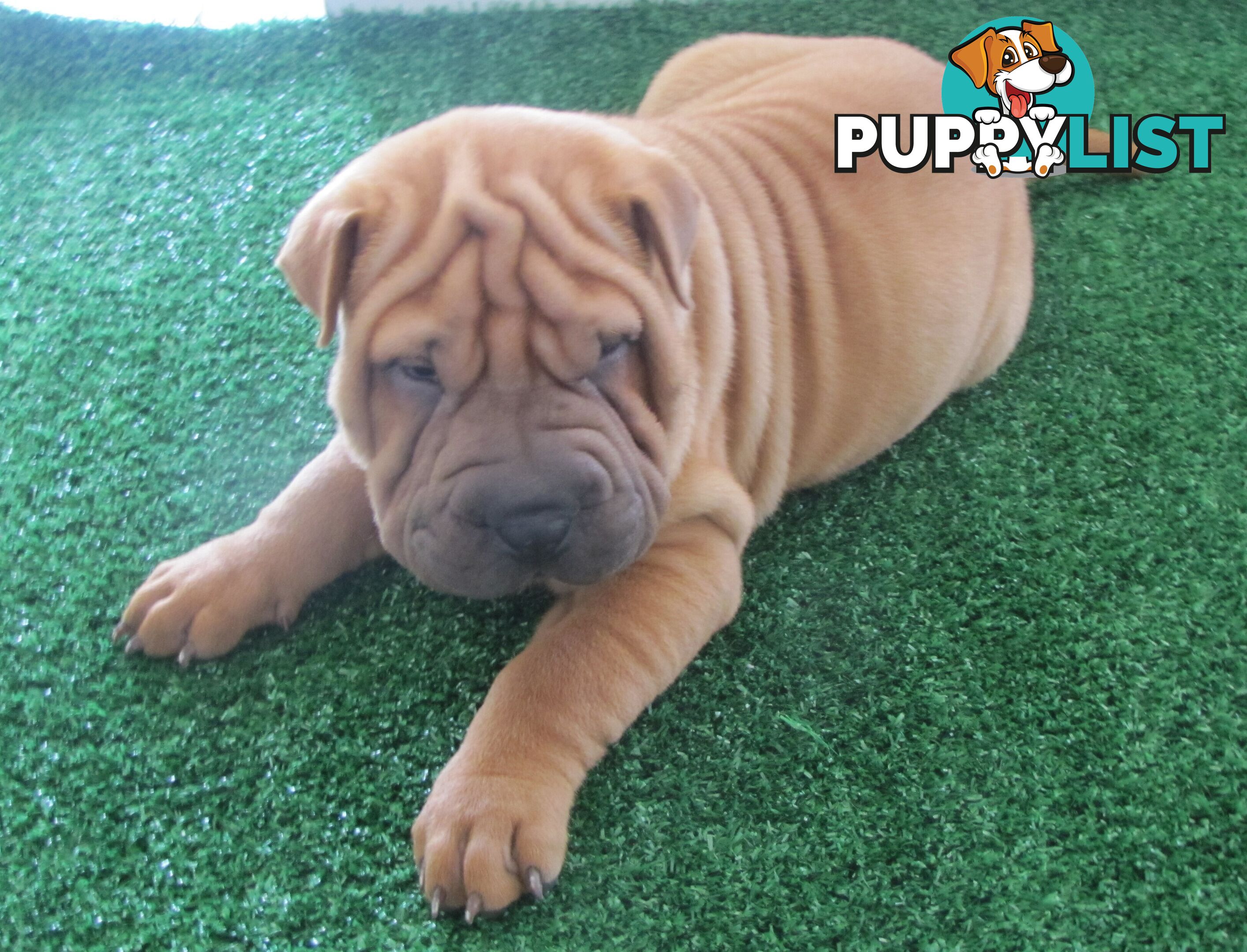 Shar Pei Rolly Puppies