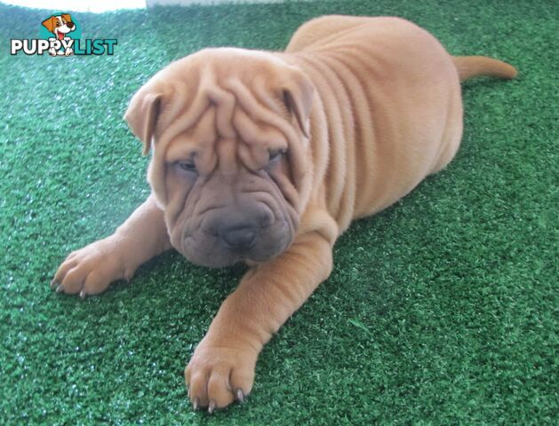 Shar Pei Rolly Puppies