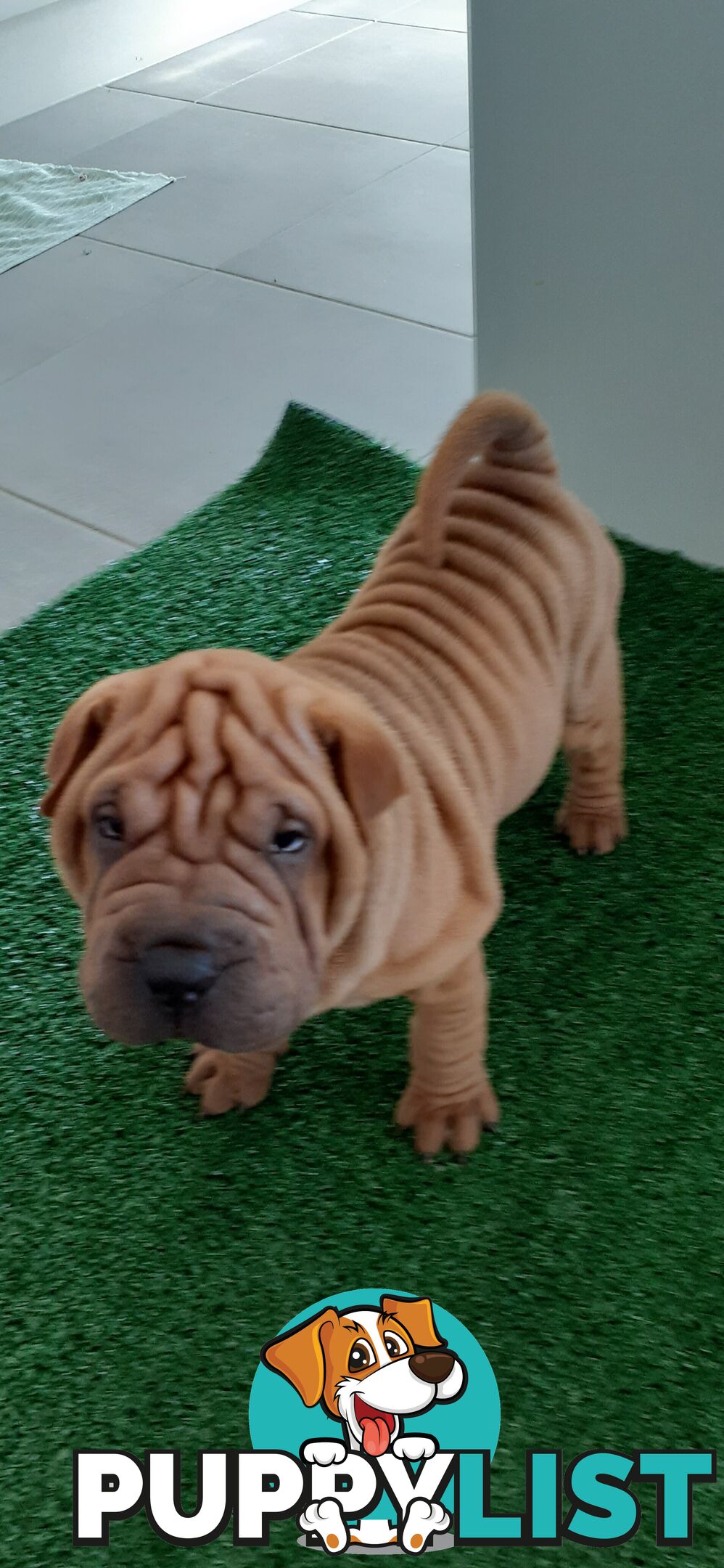 Shar Pei Rolly Puppies