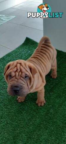 Shar Pei Rolly Puppies