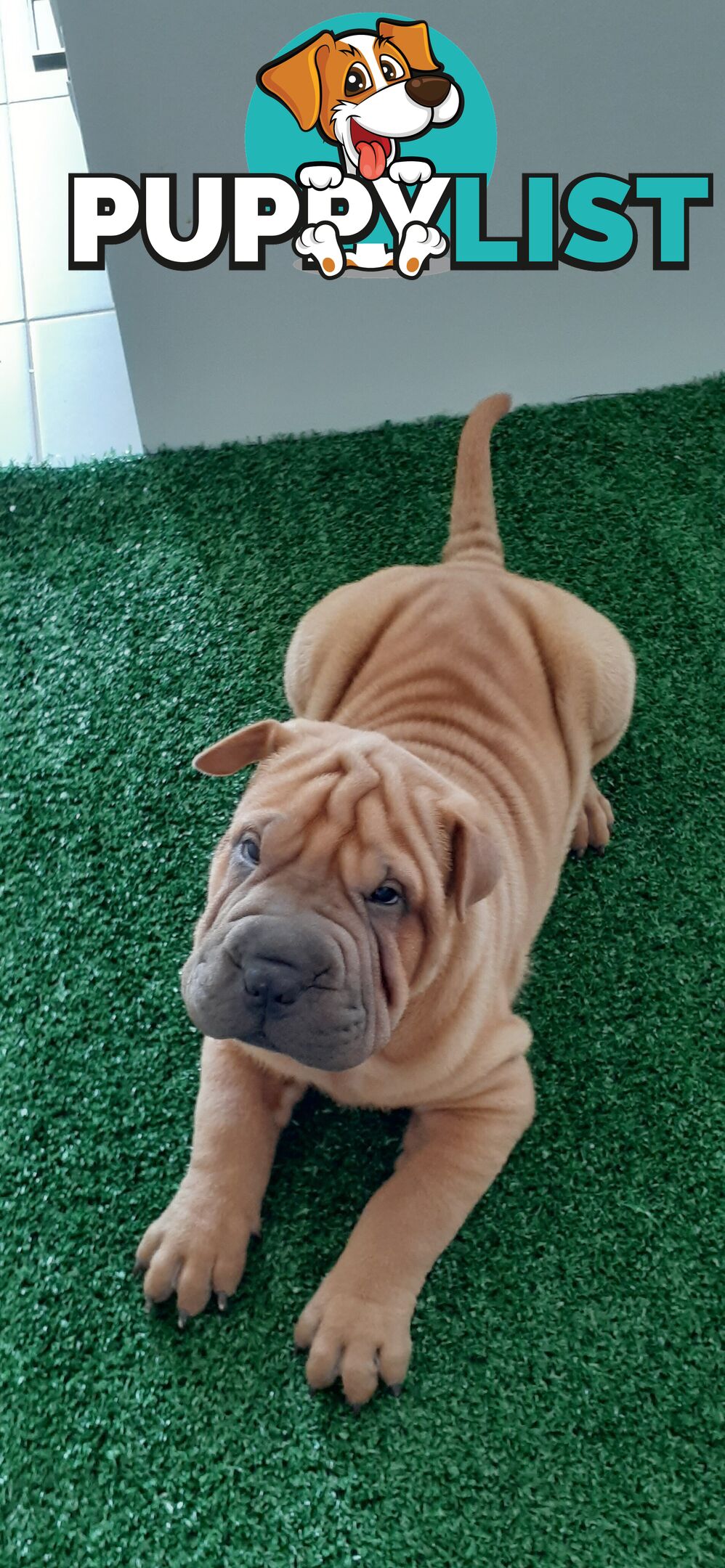 Shar Pei Rolly Puppies