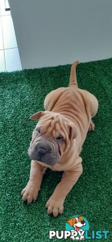 Shar Pei Rolly Puppies