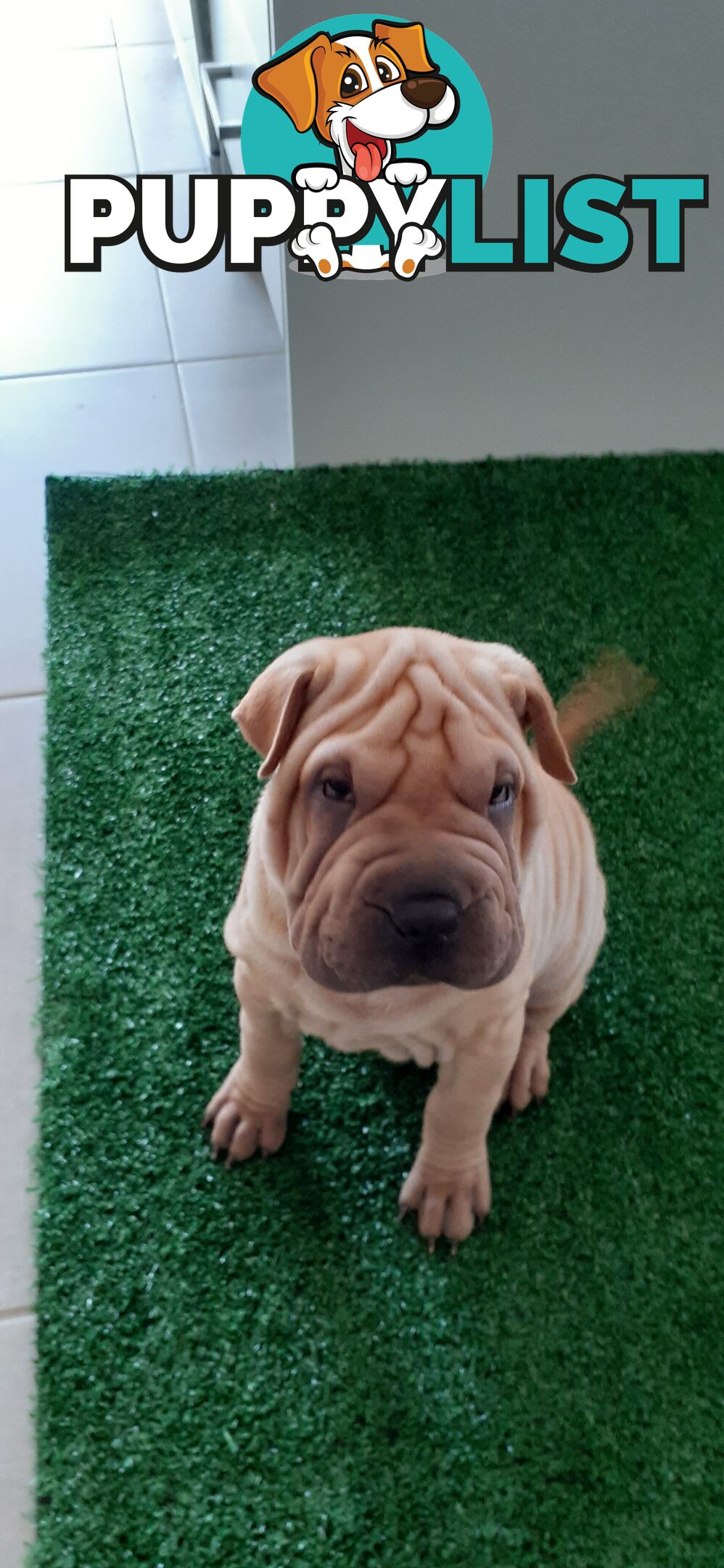 Shar Pei Rolly Puppies