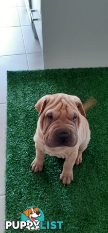 Shar Pei Rolly Puppies