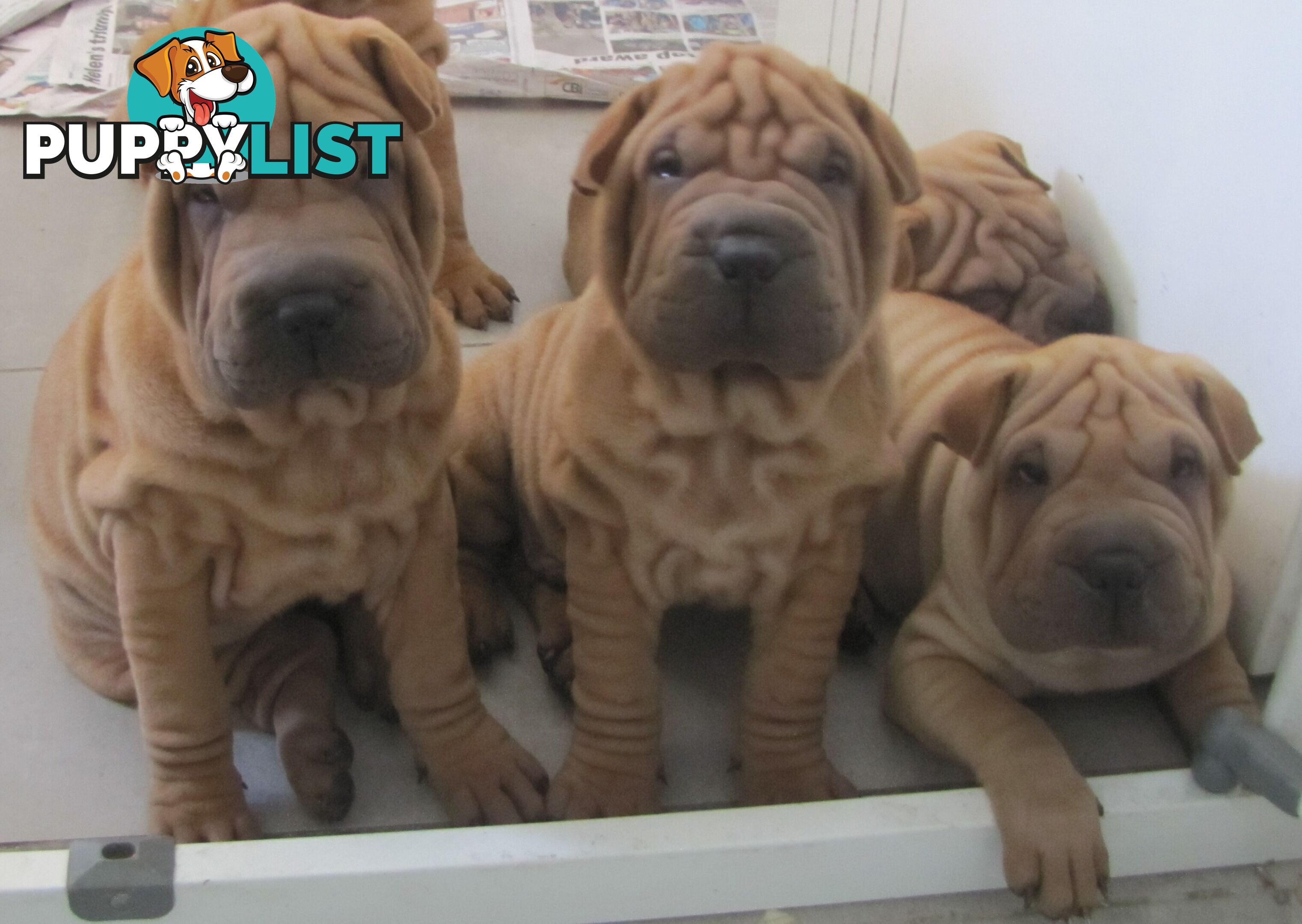 Shar Pei Rolly Puppies