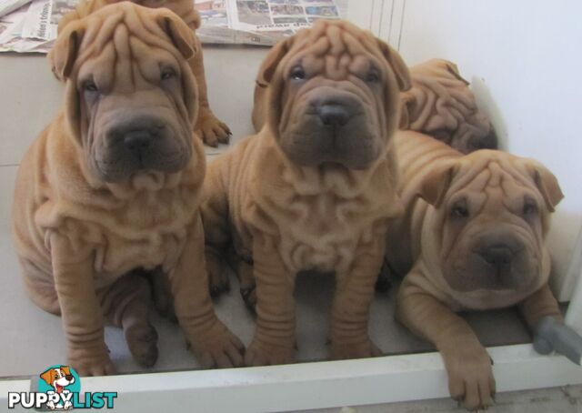 Shar Pei Rolly Puppies