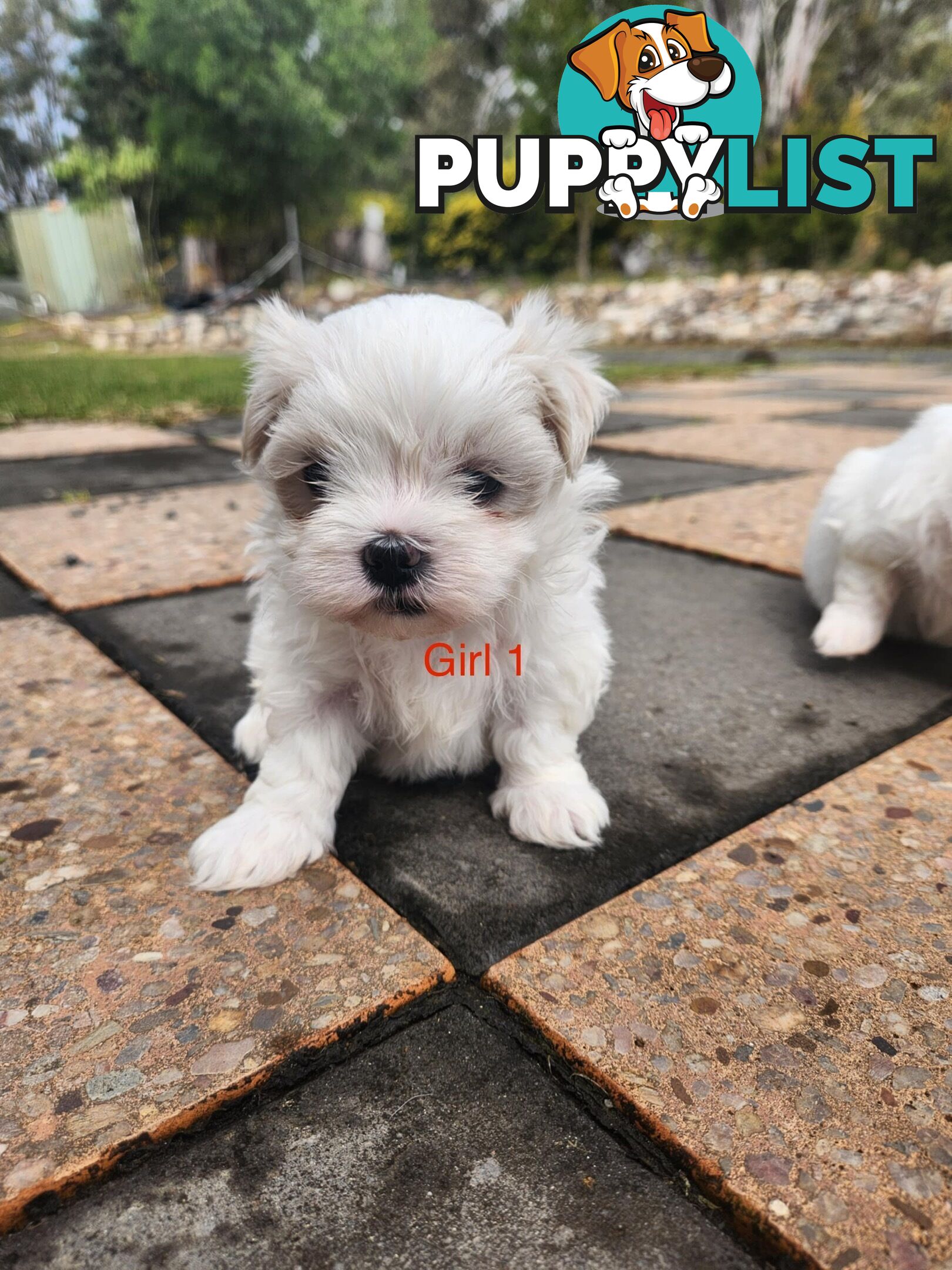 Purebred Maltese Puppies
