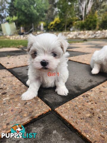 Purebred Maltese Puppies
