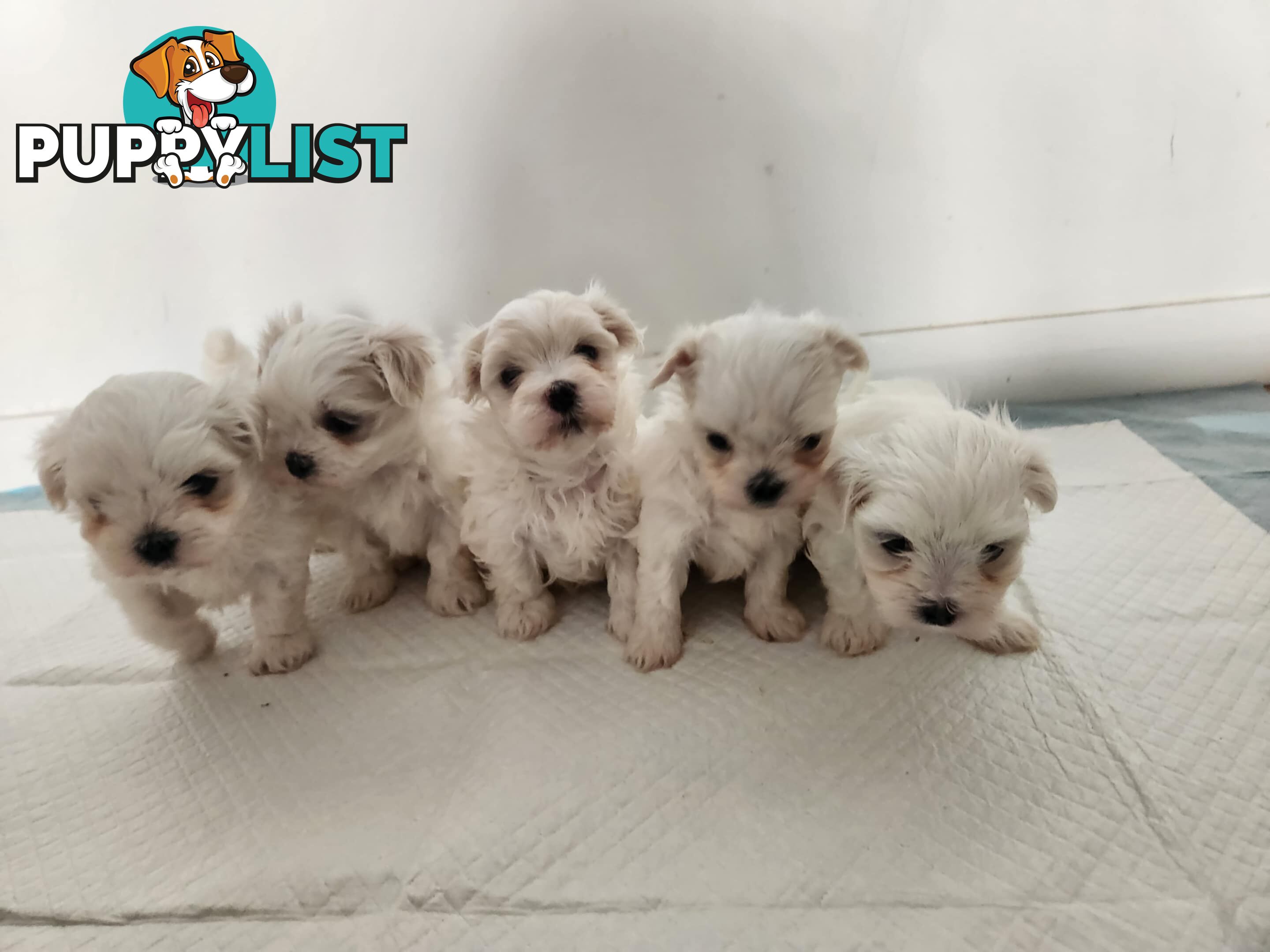 Purebred Maltese Puppies