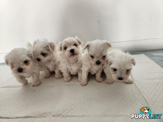 Purebred Maltese Puppies