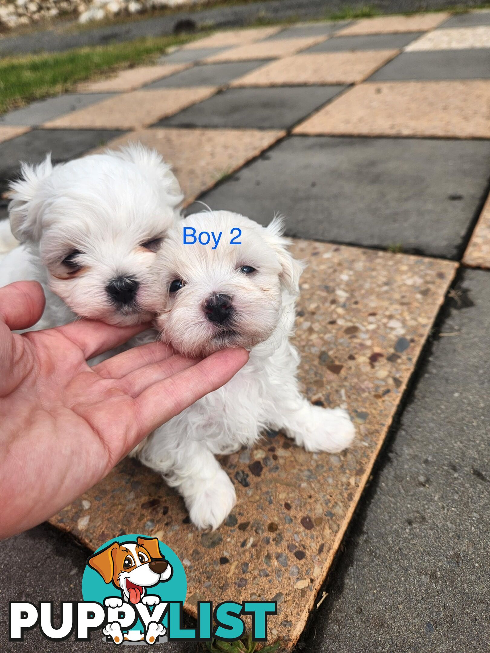 Purebred Maltese Puppies
