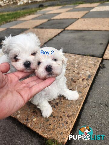 Purebred Maltese Puppies