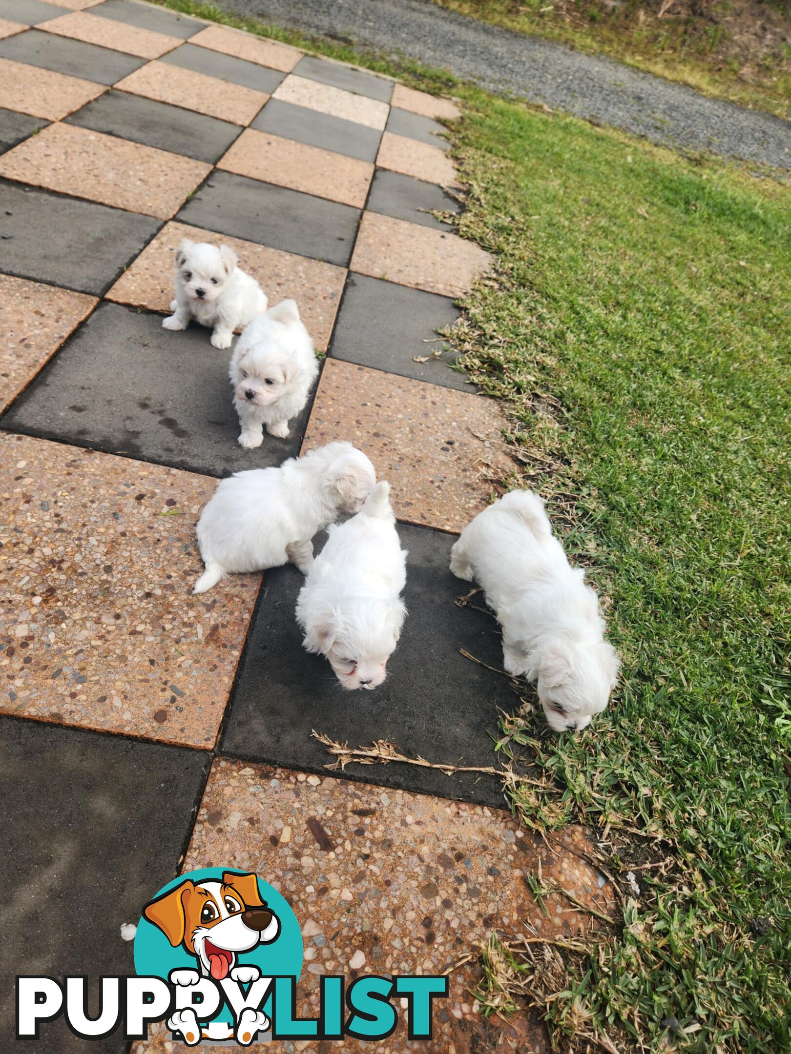 Purebred Maltese Puppies