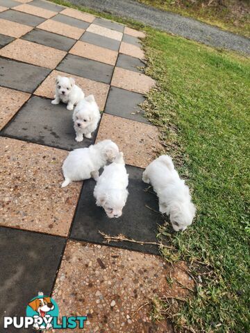 Purebred Maltese Puppies