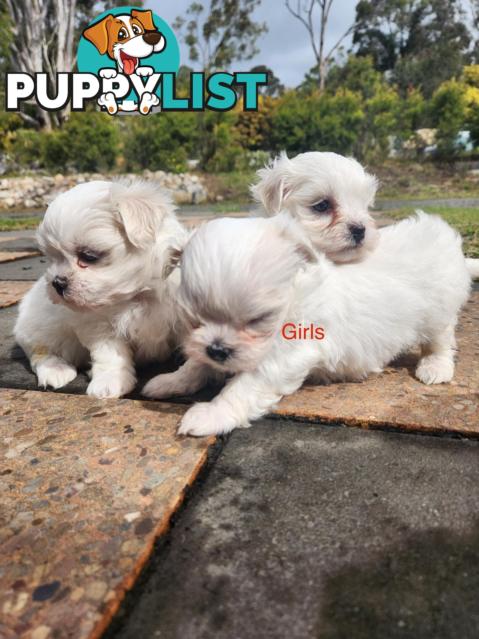 Purebred Maltese Puppies